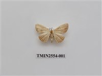 藏品(尺蛾48)的圖片